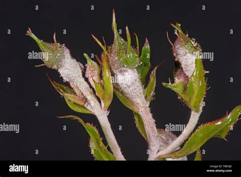 Powdery Mildew Podosphaera Pannosa Fungal Disease On Rose Buds Rosa