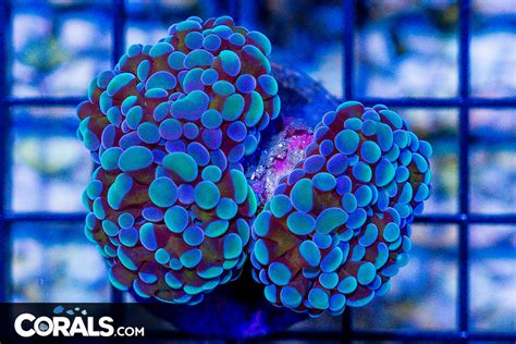 Branching Hammer Frag Indonesia Gold Stems Corals