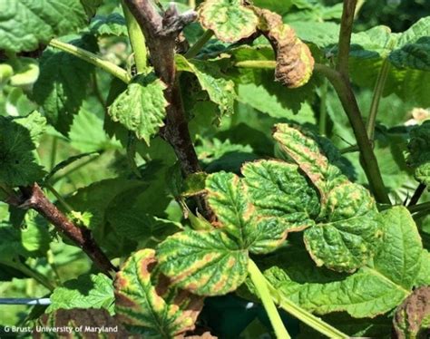 Broad Mites Found In Maryland Caneberries Weekly Crop Update