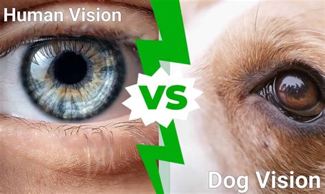 Dog Vision vs. Human Vision: Who Can See Better? - A-Z Animals News