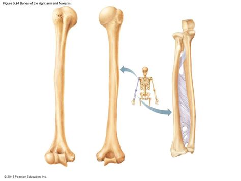 5.24 (Bones of the right arm and forearm) Diagram | Quizlet