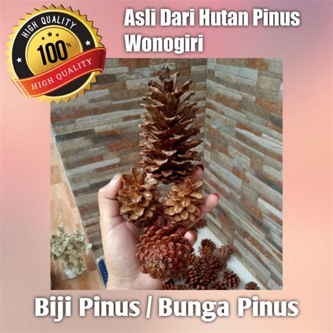 Jual Biji Bunga Pinus Pack Isi Biji Buah Pinus Kering Pine