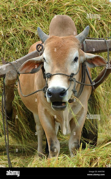 Yoked Oxen Hi Res Stock Photography And Images Alamy