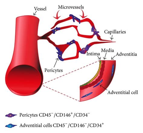 Pericytes And Adventitial Cells Associated With Skeletal Muscle