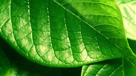 Closeup Photography Of Green Leaf Hd Wallpaper Wallpaper Flare