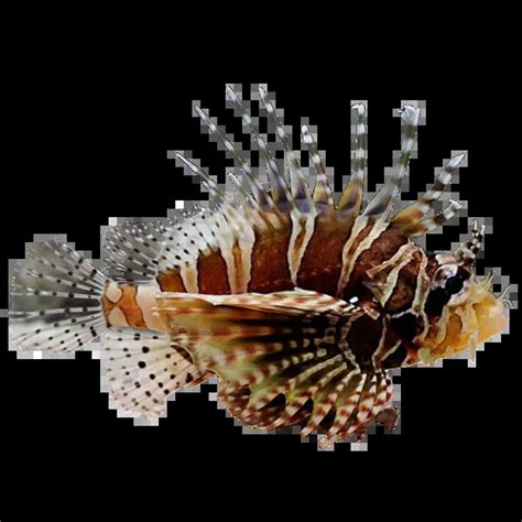 The Zebra Lionfish | Saltwater Aquarium Fish