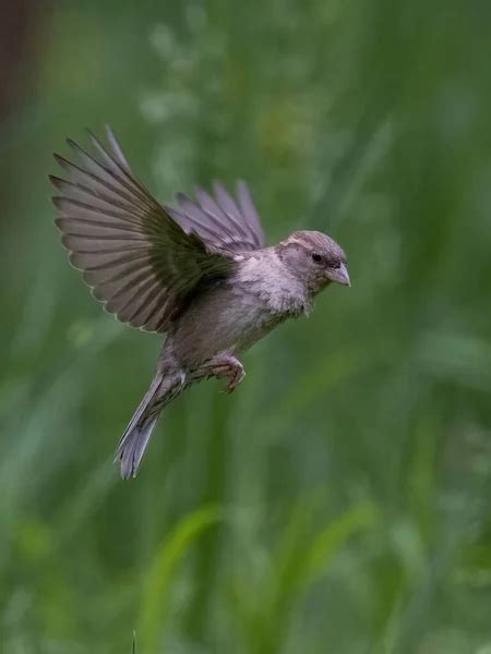 Sparrow Flying Stock Photos Royalty Free Sparrow Flying Images