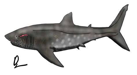 Megalodon By Xenopleurodon On Deviantart