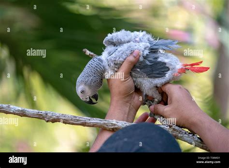 African Grey Parrot On White Background High Resolution Stock