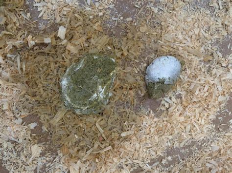 What Does Turkey Scat Look Like A Guide To Identifying Turkey