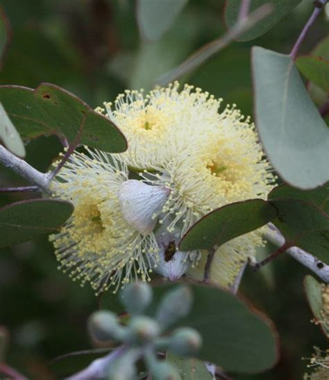 Eucalyptus Orbifolia Muchea Tree Farm