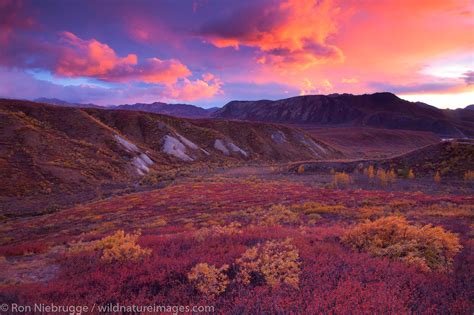 Autumn Sunset Denali National Park Alaska Photos By Ron Niebrugge