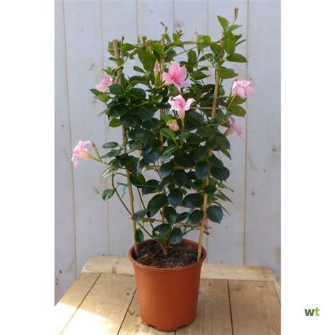 Dipladenia Mandevilla Sundaville Roze 90 Cm Warentuin Natuurlijk