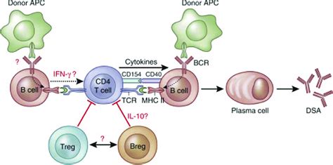 antigen presenting cells