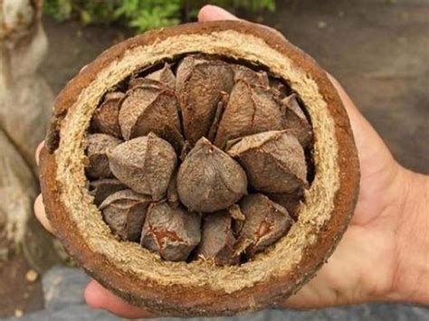 Brazil Nut Live Plants Bertholletia Excelsa Niravu Nursery