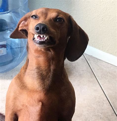 This Online Community Shares The Silliest Dog Photos Where Their Teeth ...