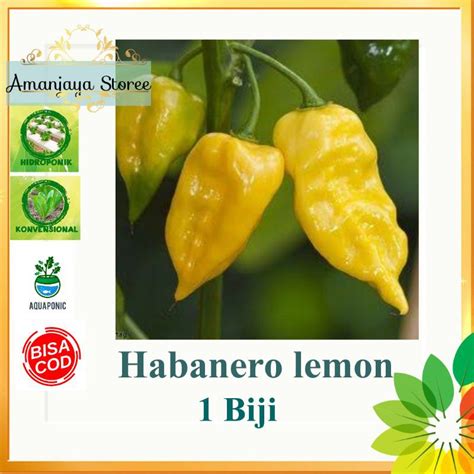 Jual Benih Cabe Habanero Lemon Hot Pepper Biji Shopee Indonesia