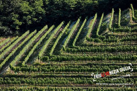 Vineyard In Collio ITALIA FRIULI VENEZIA GIULIA GORIZIA PHOTOFVG