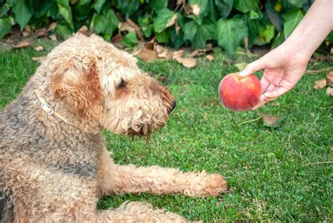 Can Dogs Eat Peaches Are They Good Or Bad A Z Animals