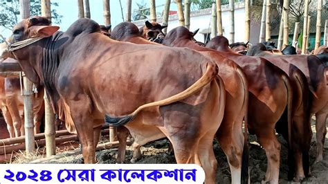 ২০২৪ কোরবানি উপযোগী শাহিওয়াল ষাঁড় গরুর দাম জানুন কুমিল্লার চান্দিনা