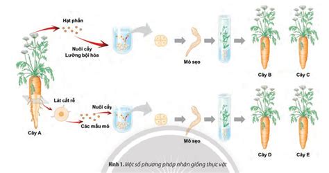 Chuyên đề Sinh học 10 Chân trời sáng tạo Ôn tập chuyên đề 1 Giải