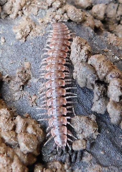 Millipede Pseudopolydesmus Bugguidenet