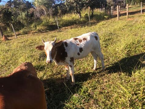 Vendo vaca e novilhas Outros animais e acessórios Setor Norte