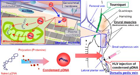 Schematic Image Of Mitochondrial Gene Delivery In Skeletal Muscle By