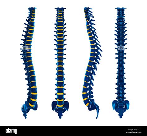 Human Spine Anatomy Illustration Stock Photo Alamy