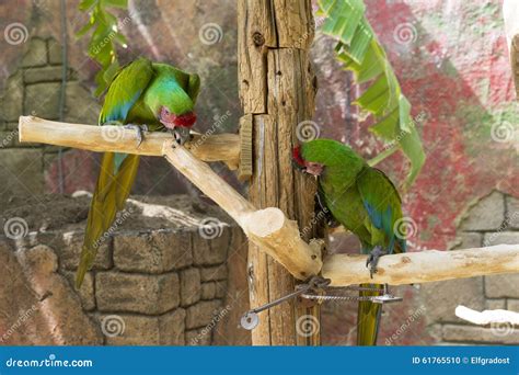 A Pair Of Green Parrots Stock Photo Image Of Parrot 61765510