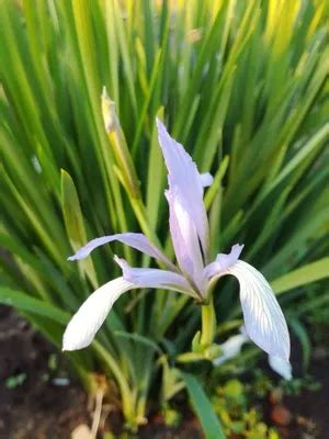 Ирис спуриа фото - 80 картинок