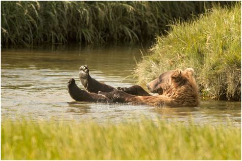 Floating Brown Bear Grizzly Bear Photography Print Bear Fine Etsy