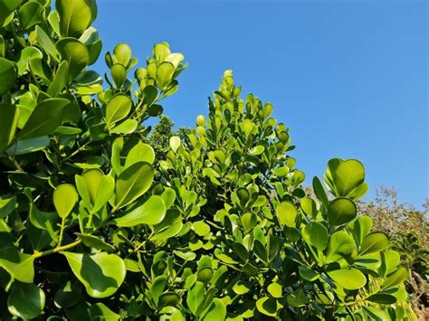 Clusia Hedge Magic A Natural Privacy Screen Like No Other