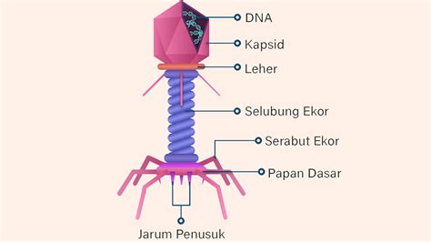 Struktur Tubuh Virus Dan Gambarnya Freedomsiana