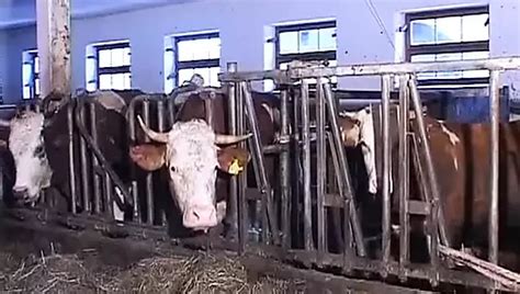 Mature German Bitch Tied Up And Roughly Fucked In BDSM Orgy Amateur Amateur Porn XHamster