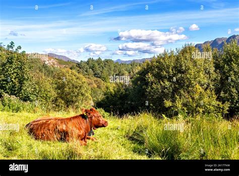 Plockton Scotland Cow Hi Res Stock Photography And Images Alamy