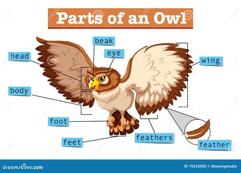 Diagrama Que Muestra Partes Del B Ho Ilustraci N Del Vector