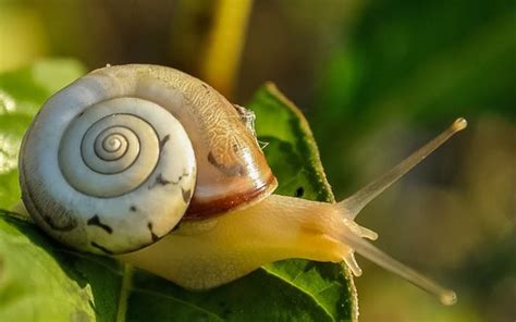 Como Eliminar Lesmas Da Horta Casa E Jardim Paisagismo