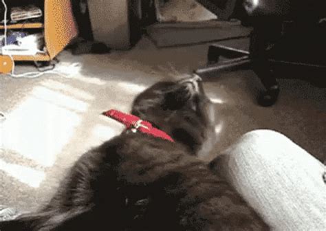 Cat Falling GIF - Find & Share on GIPHY