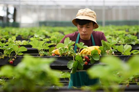 Los Agricultores Alemanes Protestan En Berl N