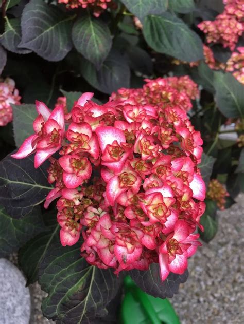 Hydrangea Macrophylla Miss Saori Care Watering Fertilize Pruning