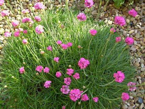 Thrift, Sea Pink (Armeria maritima) : Grows on You