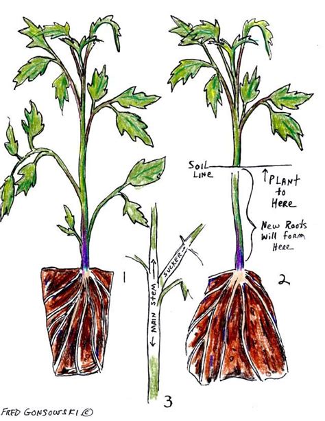 How To Propagate A Tomato Plant Back Gardener