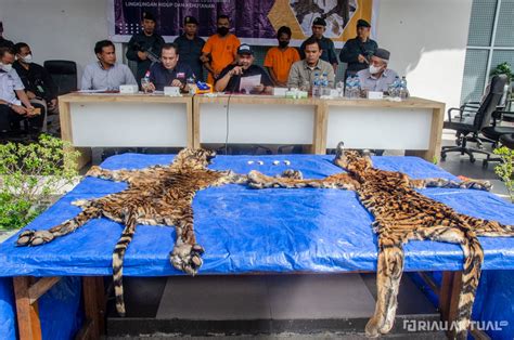 Gakkum KLHK Wilayah Sumatera Menggagalkan Perdagangan Kulit Harimau