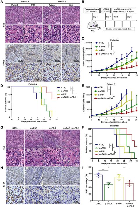 Anti Upar Alone Or In Combination With Anti Pd Improves Survival Of