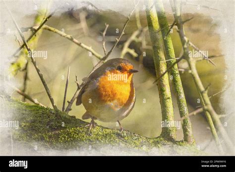 A Digital Watercolour Painting Of A European Robin Redbreast Erithacus