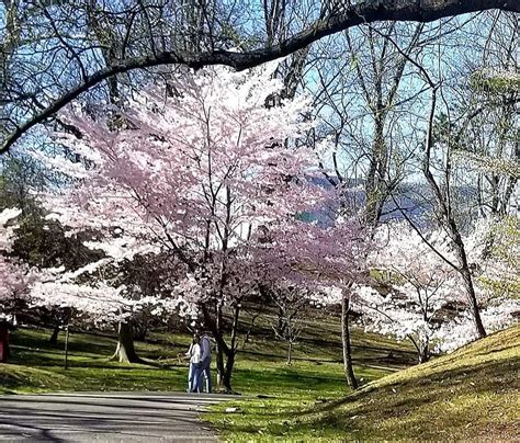 Solve Cherry Blossom Festival Branch Brook Park Newark Nj Jigsaw