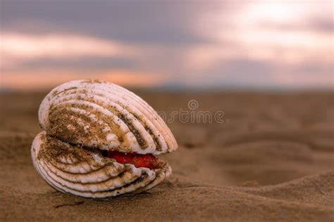 Moluscos Fechados Da Concha Do Mar Na Areia E Na Silhueta De Um Homem