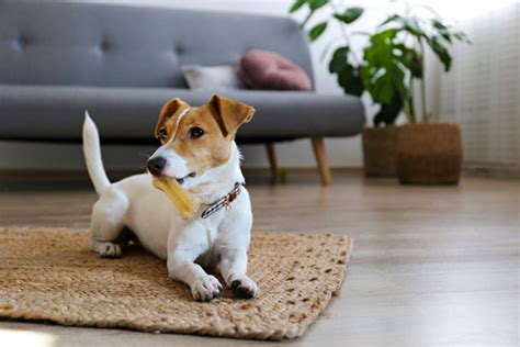 Dicas Para Uma Boa Conviv Ncia Cachorro Em Apartamento Clinica