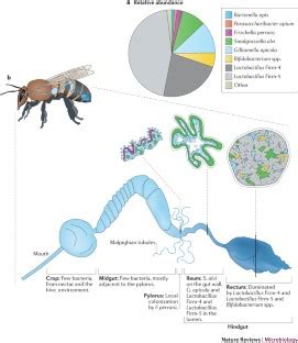 Gut Microbial Communities Of Social Bees Nature Reviews Microbiology